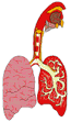 lung_1.gif - 2855 Bytes